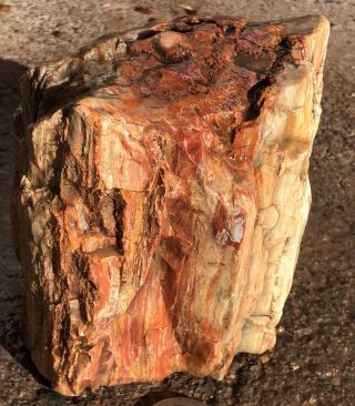 Arizona Rainbow Petrified Wood Color Dobell 2lb 10oz