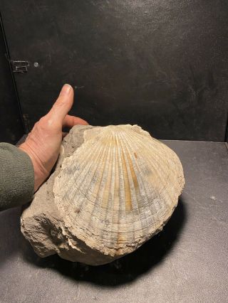 Pre - Historic Fossil Mollusks Scallop Shells In Matrix Humboldt,  Ca.  No Dinosaur