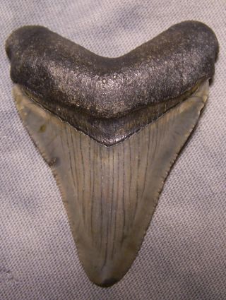 2 3/8 " Megalodon Shark Tooth Teeth Fossil Real No Restoration Sharks Jaw