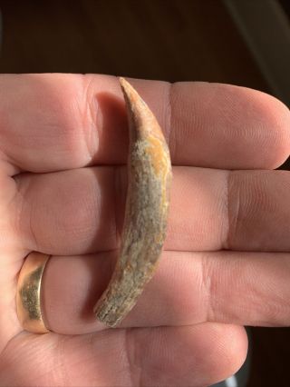 Bakersfield fossil Sperm Whale tooth sharktooth hill teeth fire zone sth 2