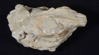 Oligocene White River Fossil Rabbit Skull Paleolagus Haydeni Wyoming