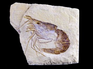 1.  6 " Fossil Shrimp Carpopenaeus Cretaceous Age 100 Million Yrs Old Lebanon