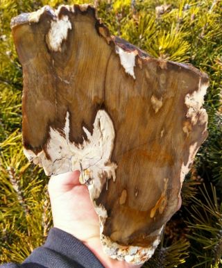 Face Cut Agatized Petrified Wood Owyhee Mtns Oregon Grain Exposed Bark 5lbs 11oz