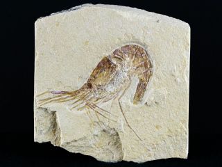 1.  8 " Fossil Shrimp Carpopenaeus Cretaceous Age 100 Million Yrs Old Lebanon