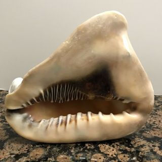 Large Horned Helmet Conch Sea Shell Cassis Seashell Beach Decor
