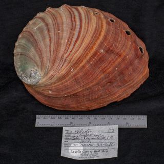 Abalone Shell Haliotis Rufescens San Clemente Ca 7 - 5/8 "