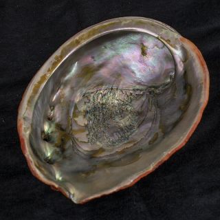 Abalone Shell Haliotis rufescens San Clemente CA 7 - 5/8 