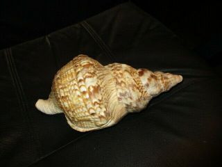 Vintage Extra Large Queen Conch Seashell Shell 10 1/4 Inches