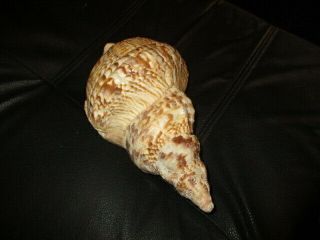 VINTAGE Extra Large Queen Conch Seashell Shell 10 1/4 INCHES 2