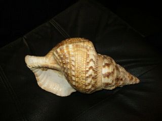 VINTAGE Extra Large Queen Conch Seashell Shell 10 1/4 INCHES 3