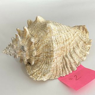 Large King Queen Conch Sea Shell Horned Seashell 10 " Beach Home Decor Nautical