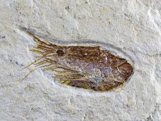 1.  3 " Fossil Shrimp Carpopenaeus Cretaceous Age 100 Million Yrs Old Lebanon