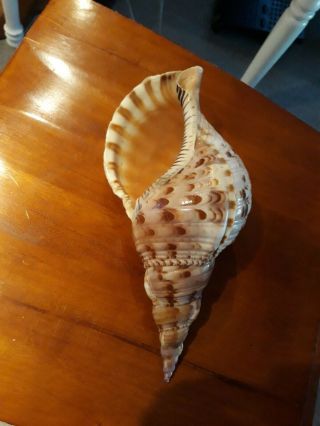 Large Pacific Triton Trumpet Sea Shell - 12 "