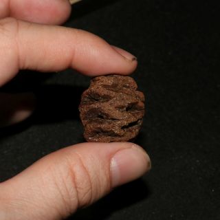 Meta Sequoia Pine Cone Fossil - Hell Creek Formation Cretaceous - Gorgeous