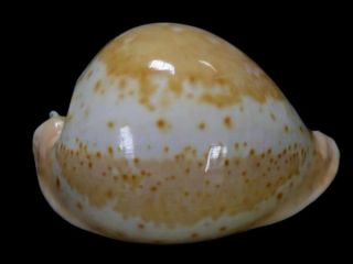 Seashell,  Cowry,  Cypraea Armeniaca