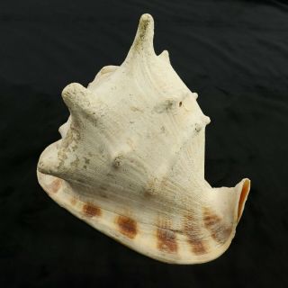 Huge Horned Helmet Conch Sea Shell King Queen Beach Seashell 9.  5 " Blowing