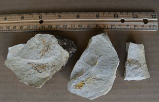 5 Fossil Crabs From Carmel Valley Pinnixa