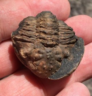Great Fossil Trilobite Malvinella Buddeae Bolivia Devonian X11