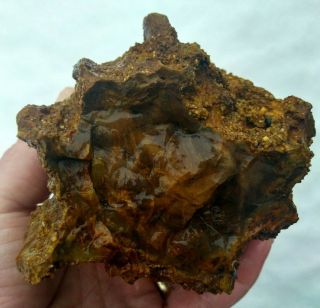 Long All Opalized Opal Petrified Wood Round Limb Mcdermitt Nevada Rings 2.  6lbs