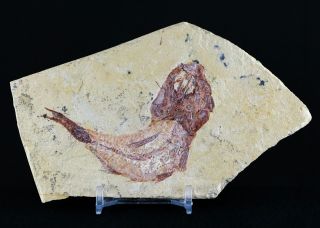 3 " Scombroclupea Fossil Fish Plate Cretaceous Dinosaur Age Lebanon & Stand