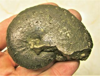 Stunning Large Oxynoticeras Pyrite Ammonite 68 Mm Jurassic Coast Fossil Uk Gift
