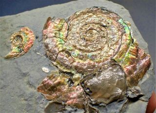 Stunning Iridescent Psiloceras Ammonite Fossil Somerset Uk Jurassic Ammolite