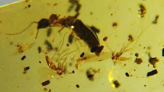 Cretaceous 3 Different Fly Family & Elateridae Beetle In Burmese Amber Burmite