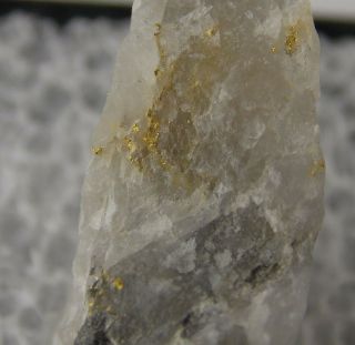Native Gold In Quartz - 1.  8 Cm - Timmins,  Ontario,  Canada 24128