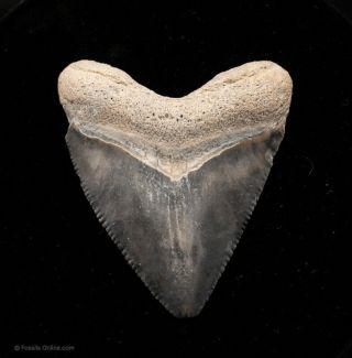 Juvenile Bone Valley Megalodon Shark Tooth 1.  80” 0238