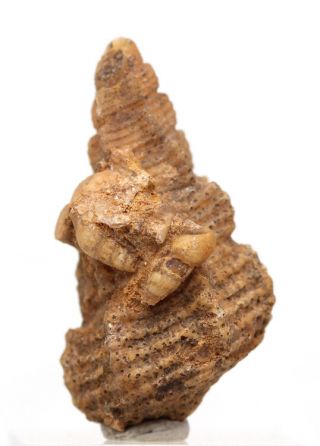 Chalcedony Sea Shell Snail Rare Fossil Cluster Turritella Specimen Gastropod Big