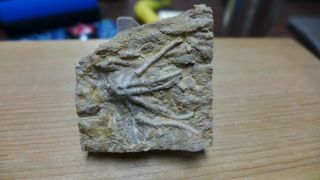 Geological Enterprises Jurassic Fossil Crinoid Ailsacrinus Abbreviatus England