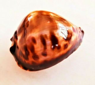 Seashell Cypraea Friendii Vercoi Shell
