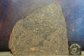 Nwa 10686 L3 Primitive Chondrite Meteorite 6.  9 Gram Ultra Thin Part Slice