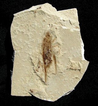 Extinctions - Rare Eocene Cricket Fossil Insect - Green River Formation