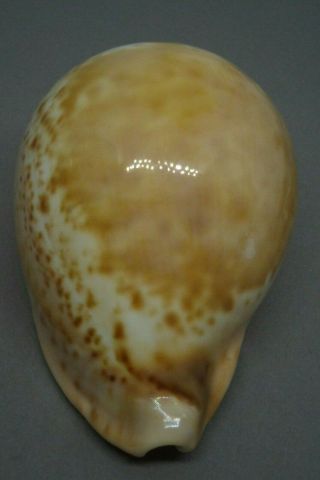 Sea Shell Umbilia Armeniaca Westralica (var. ) 79.  1 Mm,  Colorful Shell