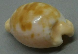 Sea Shell Cypraeaovula Coronata Debruini 30.  6 Mm Endemic Shell,  Rare Location