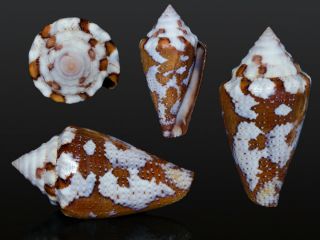 Seashell Conus Curassaviensis Exceptional Shell Rare F,  21.  2 Mm
