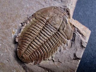 Fine “red Beds” Modocia Typicalis Utah Trilobite
