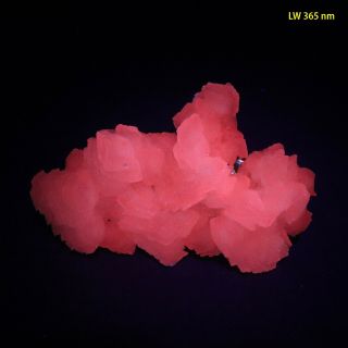 Bb: Manganocalcite - Bright Pink - Red Fluorescent From Bulgaria