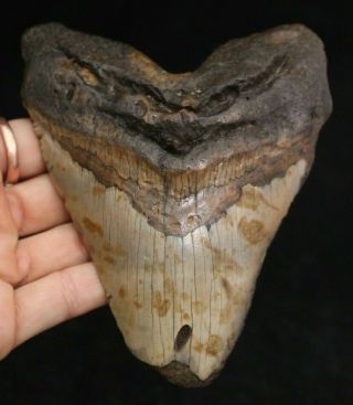Megalodon Shark Tooth 5.  16 " Extinct Fossil Authentic Not Restored (cg9 - 125)
