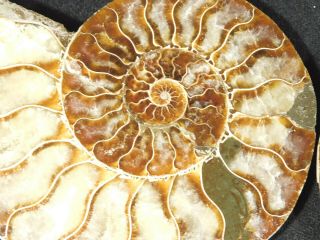 A Big Cut And Polished Cretaceous Era Ammonite Fossil With Stands 364gr