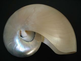 Pearled Beauty.  Nautilus Pompilius 160mm/6 1/4,  " Chambered Nautilus Seashell