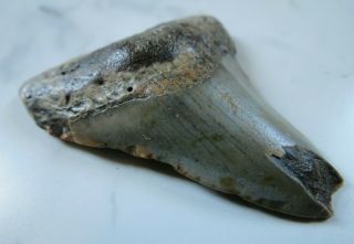Large Fossil Megalodon Shark Tooth,  2 3/4 Inches No Restorerations