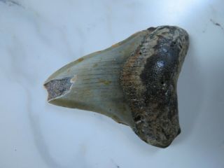 LARGE Fossil Megalodon Shark Tooth,  2 3/4 inches No Restorerations 2