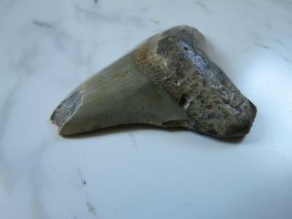 LARGE Fossil Megalodon Shark Tooth,  2 3/4 inches No Restorerations 3