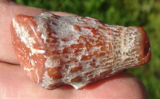 Polished Fossilized Agatized Red Horn Coral Specimen From Utah 14.  5 Grams Rhc29
