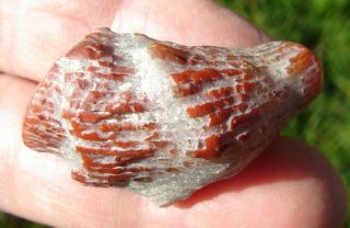 Polished Fossilized Agatized Red Horn Coral Specimen from Utah 14.  5 grams rhc29 2