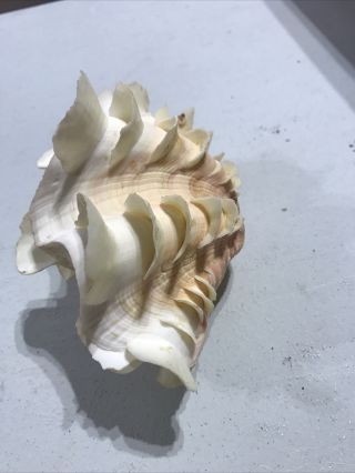 1 Fluted Giant Scaly Clam Seashell 5 Inches Furbelow Clam Tridacna Squamosa 2