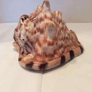 Large King Queen Helmet Striped Conch Shell Seashell 8” Beach Ocean Decor