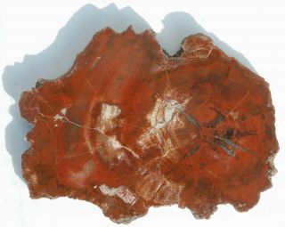Rare,  Permian,  Polished,  Utah Petrified Wood Round - Dadoxylon